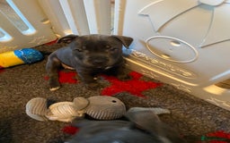 Staffordshire Bull Terrier dogs for sale: 🐾Reduced♥️World Famous Samtan Dozer & C in Swansea - Image 10