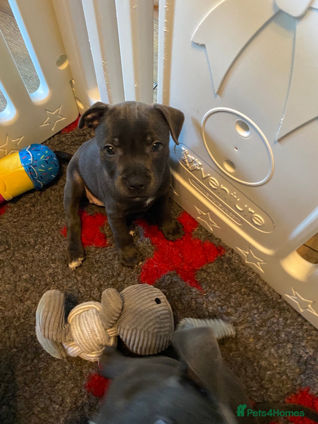Staffordshire Bull Terrier dogs for sale: 🐾Reduced♥️World Famous Samtan Dozer & C in Swansea - Image 10