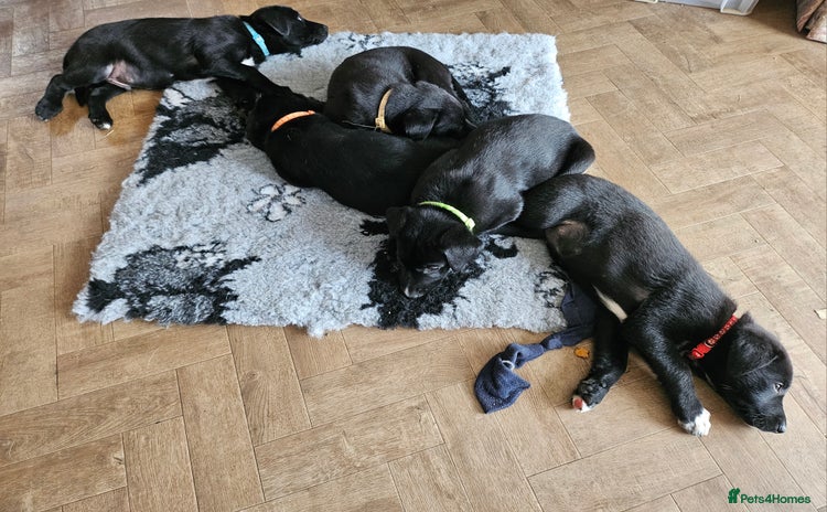 Borador dogs - Advert 1
