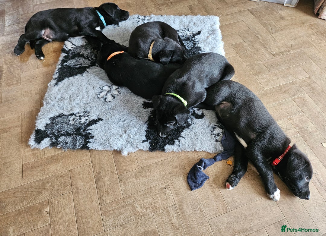 Borador dogs for sale: Black Collie X Labrador Ready to leave 26th Oct - Image 1