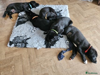 Borador dogs - Advert 3