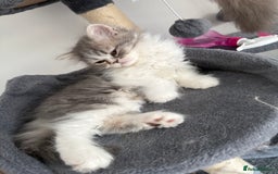 Persian cats for sale: Kitten  - Image 18