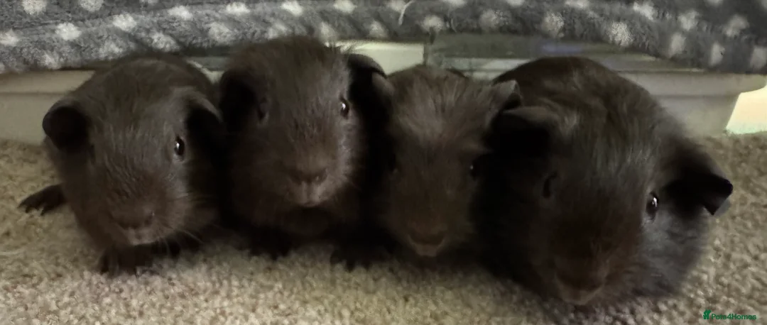 Guinea Pig rodents for sale: Guinea pig Slate baby boars 2 - Advert 2