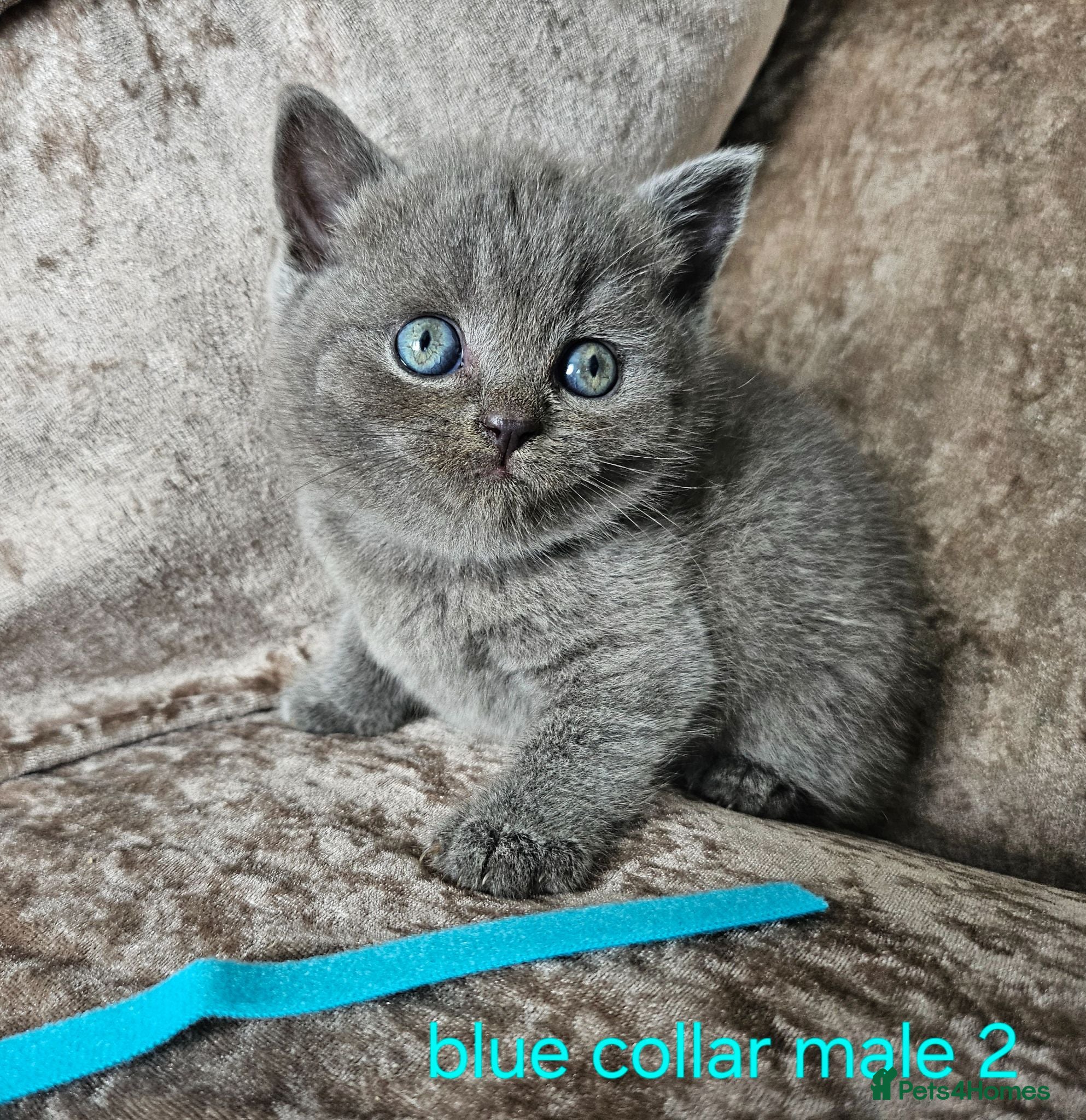 British Shorthair cats 5 pedigree British blue shorthairs kittens  - Advert 14