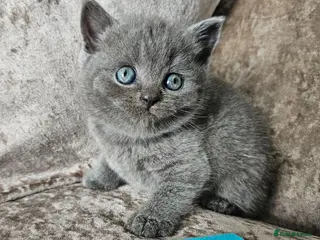 British Shorthair cats 5 pedigree British blue shorthairs kittens - Advert 14