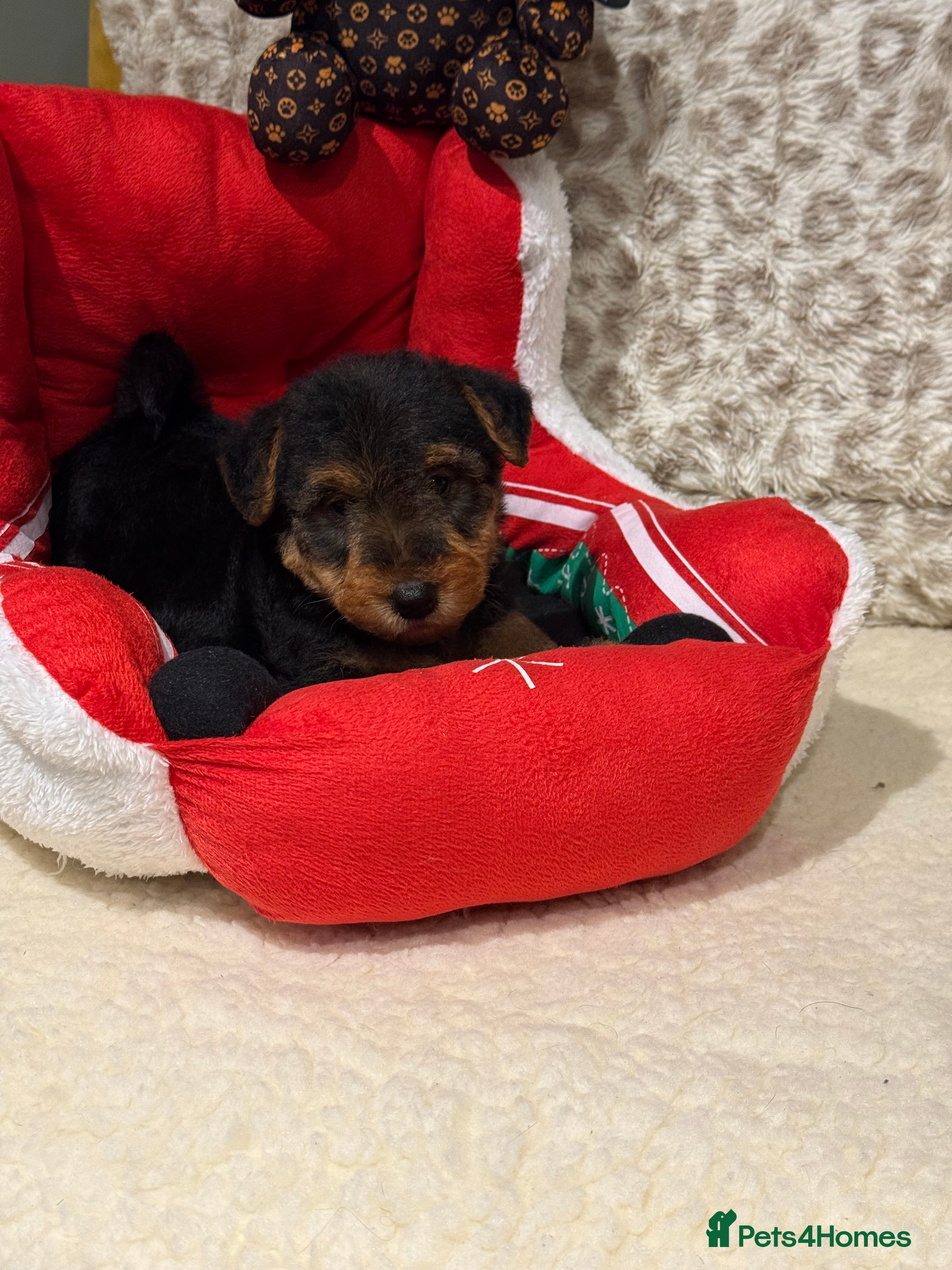 Welsh Terrier dogs Stunning puppies  - Advert 1