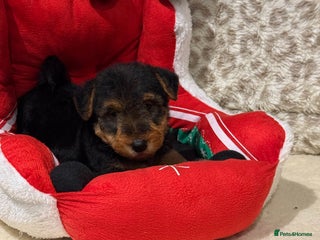 Welsh Terrier dogs Stunning puppies - Advert 13
