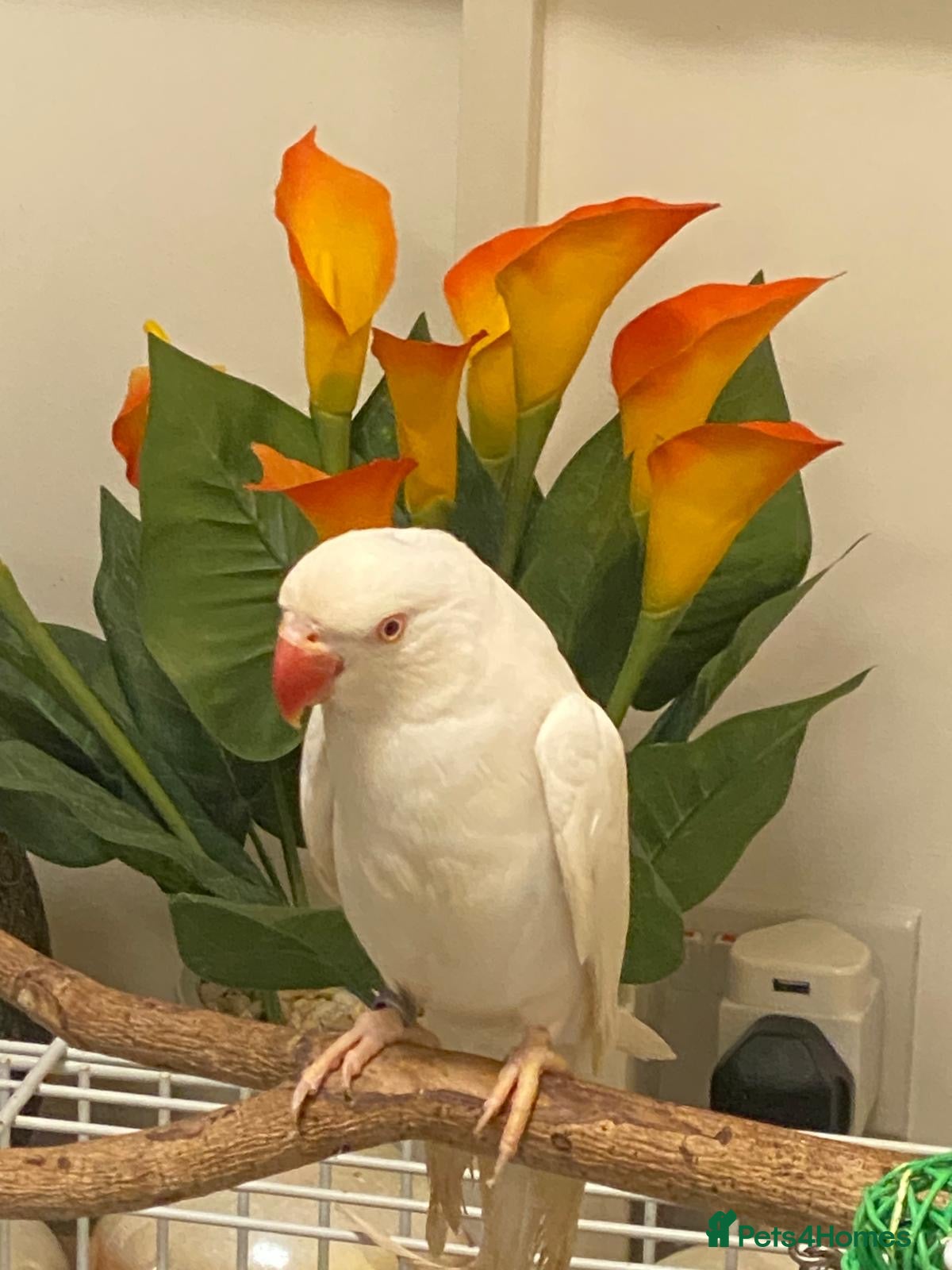 Parakeets birds Beautiful White Parakeet male 1yr old semi tamed - Advert 4