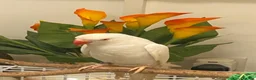 Parakeets birds for sale: Beautiful White Parakeet male 1yr old semi tamed - Advert 1