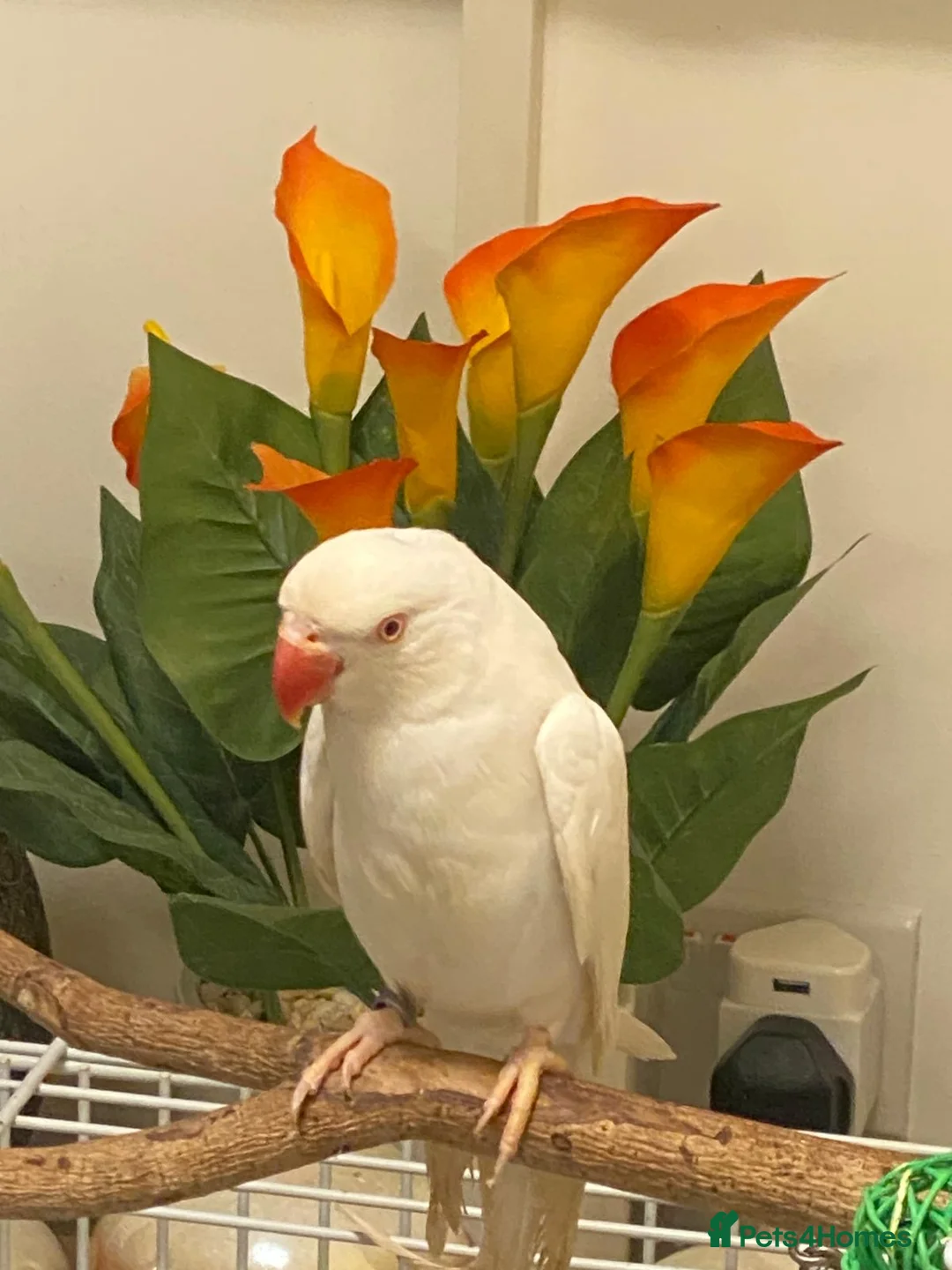 Parakeets birds for sale: Beautiful White Parakeet male 1yr old semi tamed - Advert 1