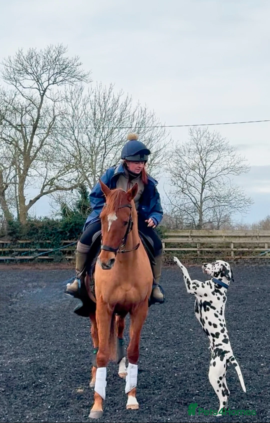 Dalmatian dogs for stud: KC Registered Dalmatain For Stud - Advert 13