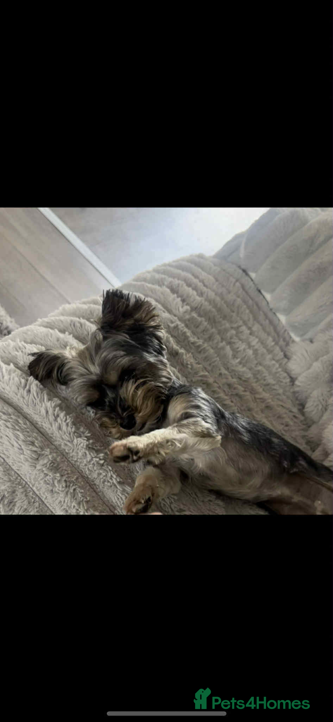 Yorkshire Terrier dogs for sale: Yorkshire terrier puppies for sale  - Image 9