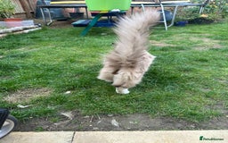 Ragdoll cats for sale: 🐾 Loving 21-Month-Old Male Seal Mitted Ragdoll 🐾 - Image 16