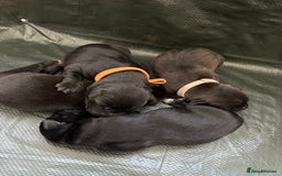 Mixed Breed dogs for sale: Mixed breed Labrador puppies  - Image 26