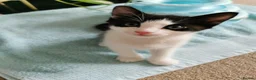 European cats for sale: A male kitten looking for loving home  - Advert 5