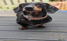 Miniature Dachshund dogs for sale: Beautiful KC miniature dachshund puppies - Image 23