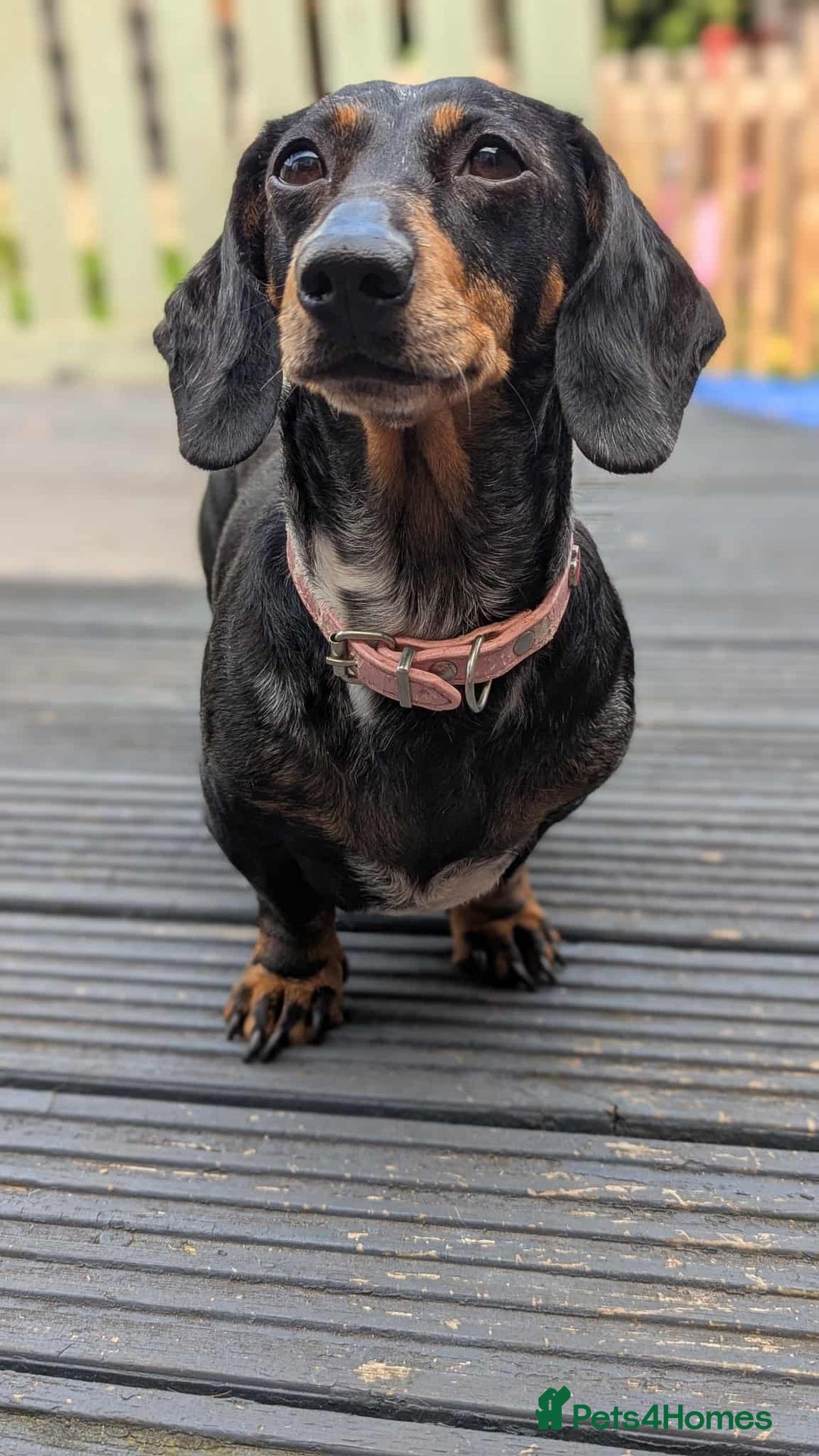 Miniature Dachshund dogs for sale: Beautiful KC miniature dachshund puppies - Image 23