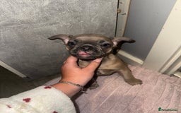 French Bulldog dogs for sale: Frenchie pups for sale  - Image 5