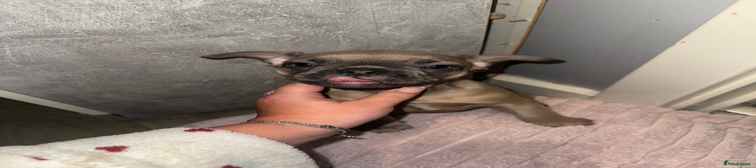 French Bulldog Puppy 2