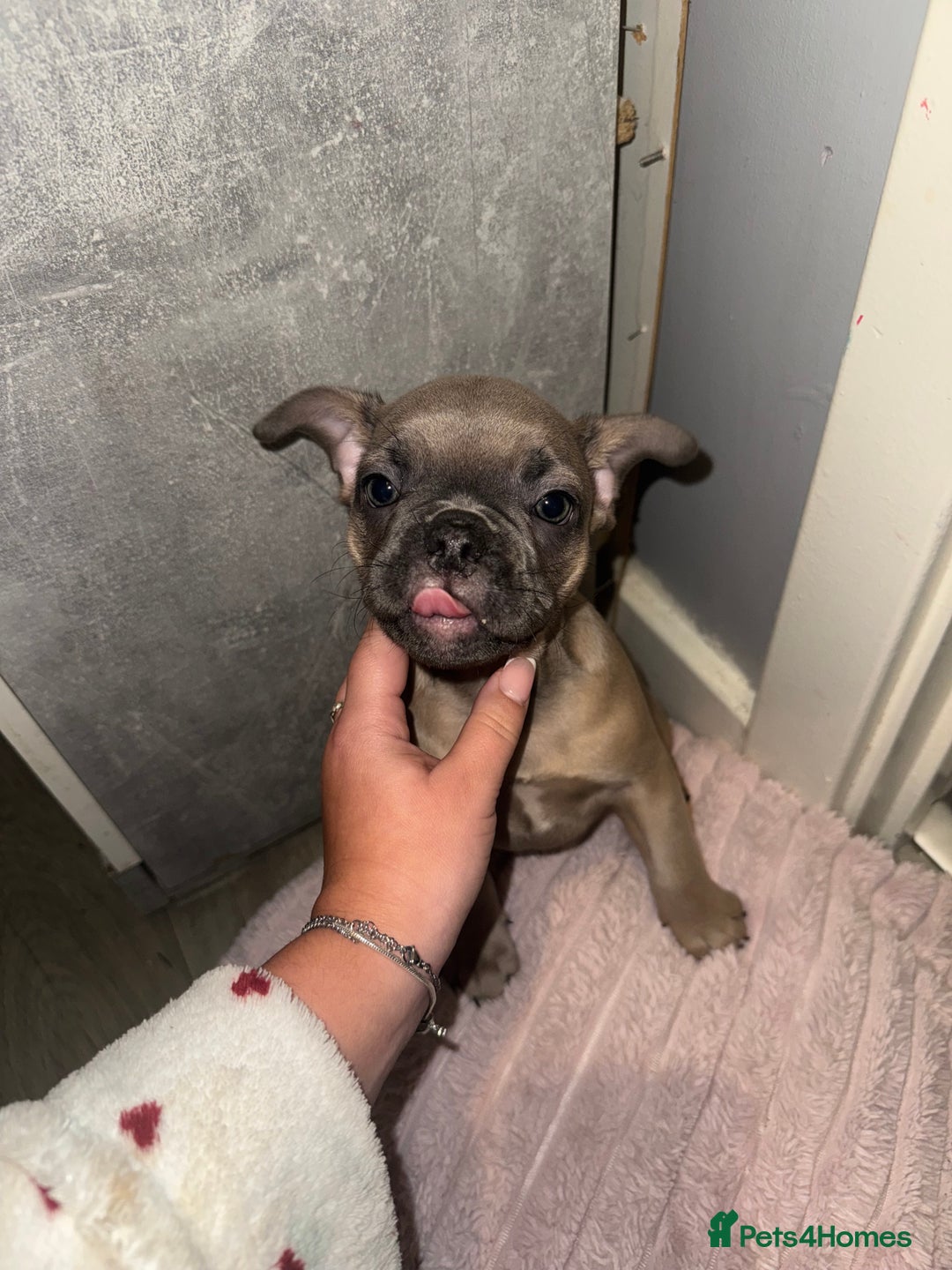French Bulldog dogs for sale: Frenchie pups for sale  - Image 5
