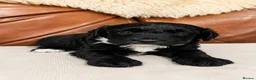 Sproodle dogs for sale: Stunning F1 Sproodles  - Advert 28