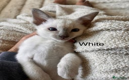 Siamese cats for sale: Human Toilet Trained! Exquisite Siamese Kittens - Image 31