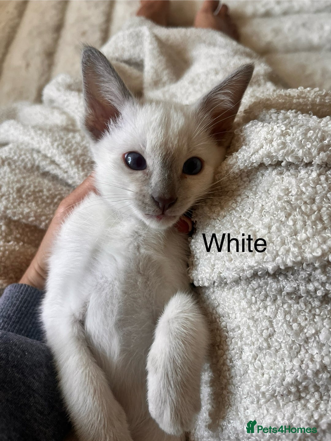 Siamese cats for sale: Human Toilet Trained! Exquisite Siamese Kittens - Image 31
