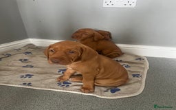 Hungarian Vizsla dogs for sale: Hungarian Vizsla puppies   - Image 23