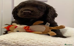 Cocker Spaniel dogs for sale: Stunning male cocker spaniel puppy pedigree - Image 6