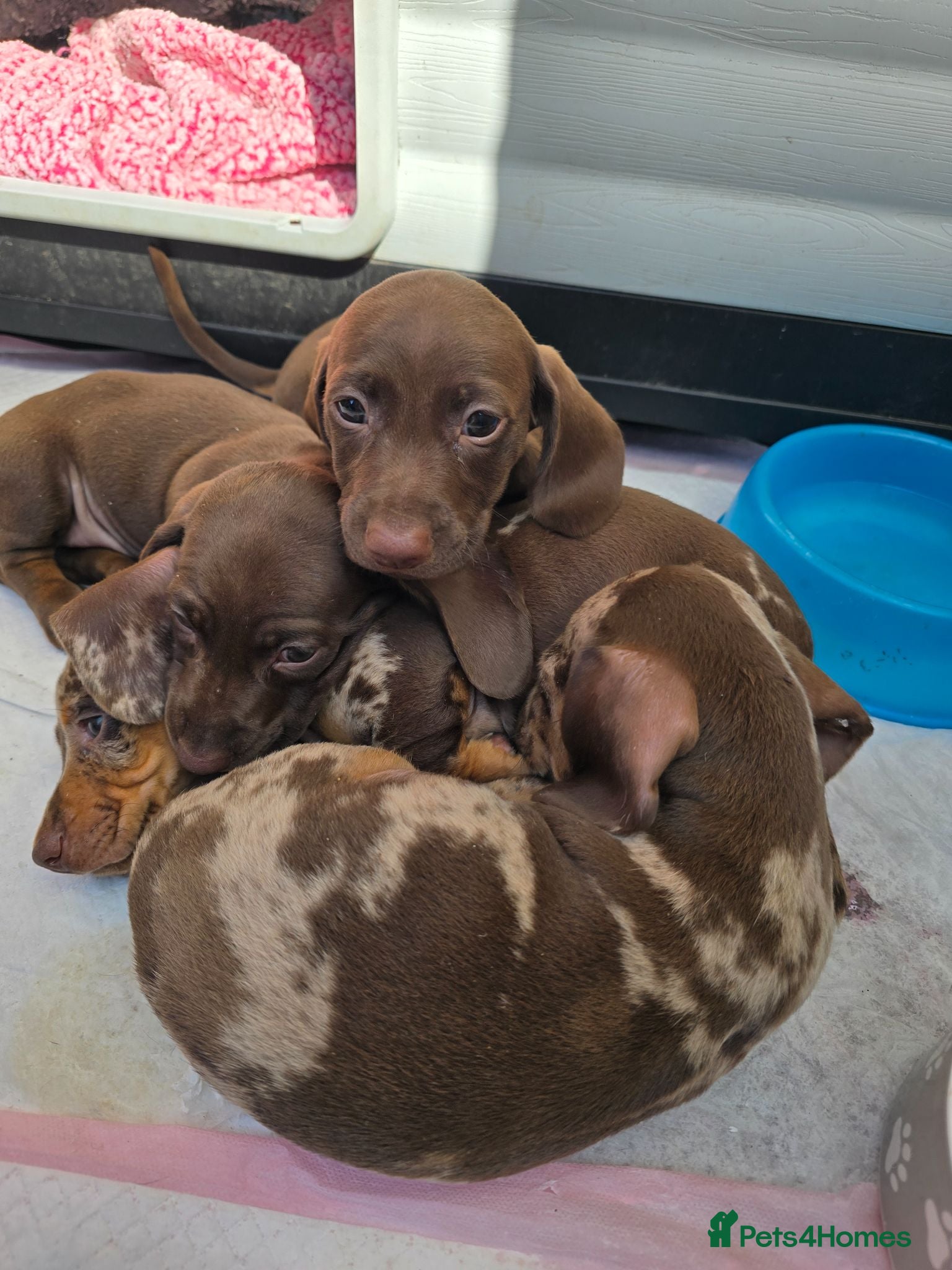 Dachshund dogs 4 extra mini daschunds looking for there new home  - Advert 2