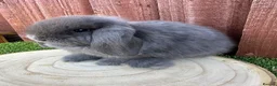 Mini Lop rabbits for sale: Beautiful purebred mini lops ready to reserve 😍 - Advert 18