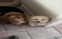 Cockapoo dogs for stud: Ziggy in Durham - Advert 12