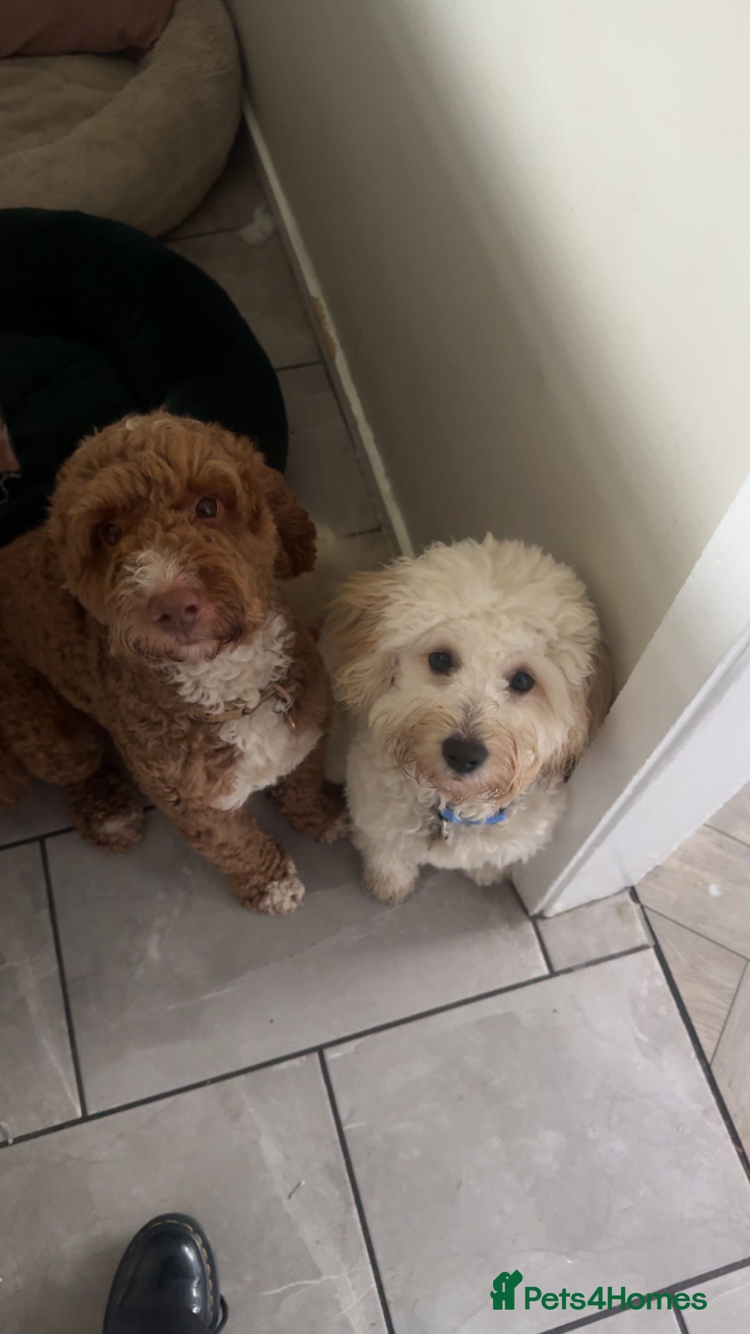 Cockapoo dogs for stud: Ziggy in Durham - Advert 12
