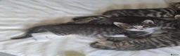 Siberian cats for sale: X4 fluffy Siberian x tabby kittens  in Romford - Advert 5