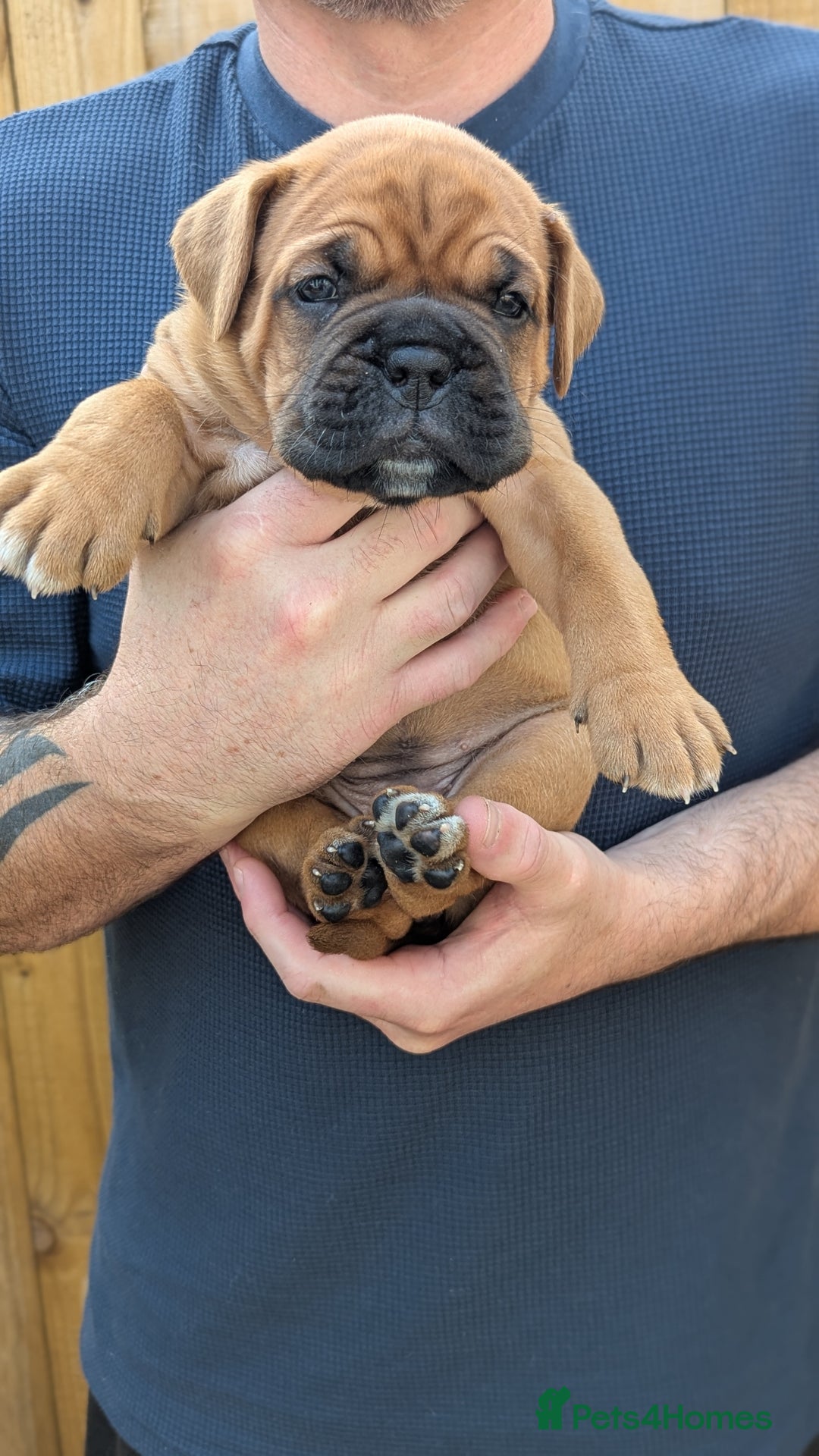 Mixed Breed dogs for sale: Boxer X Dogue De Bordeux Puppies - Image 5