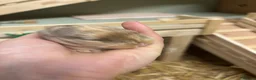 Mini Lop rabbits for sale: Mini Lop Bunnies  - Advert 8