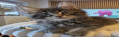 Maine Coon 1