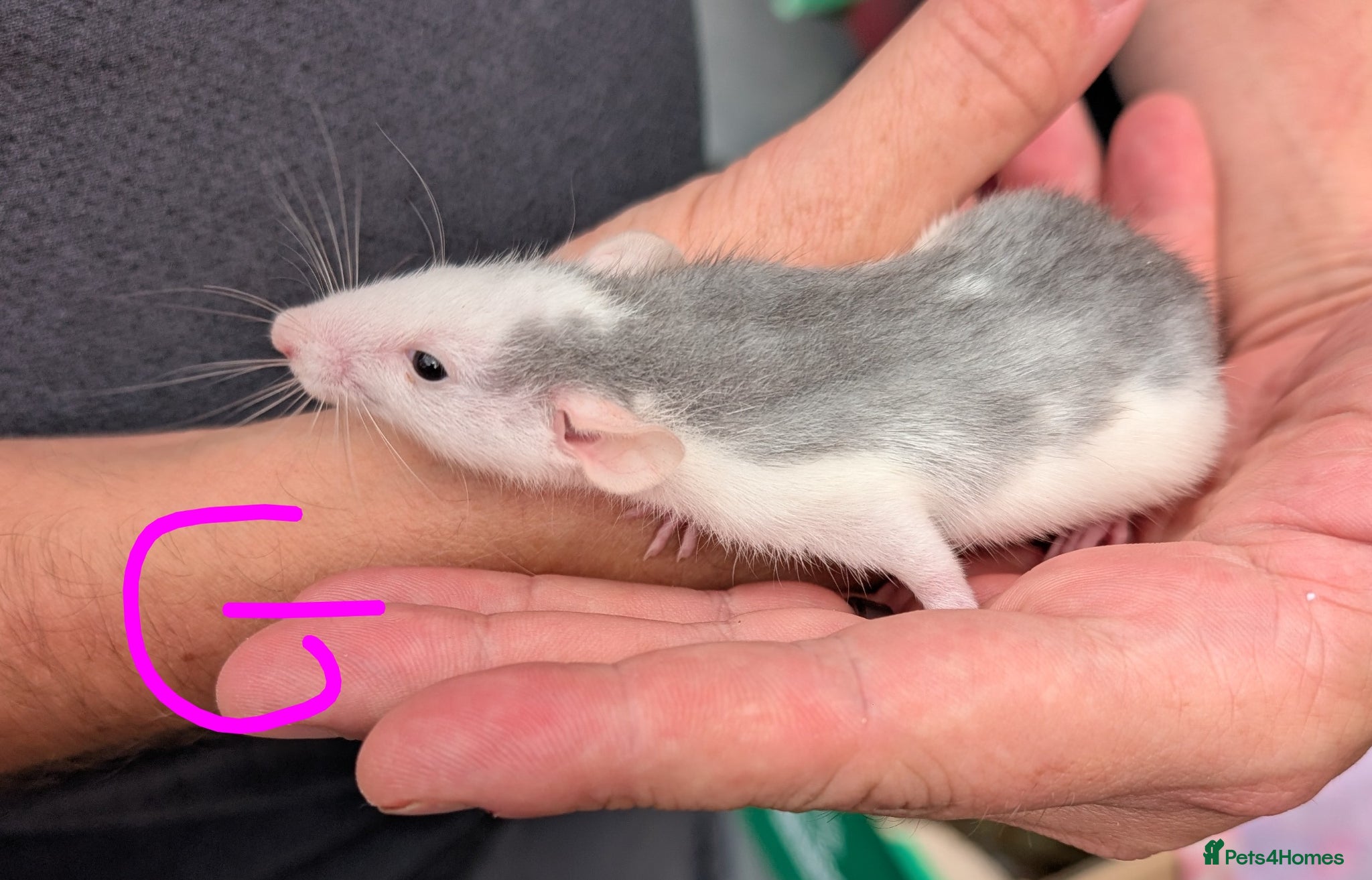 Rat rodents Dumbo rex cute rats male and female available - Advert 2