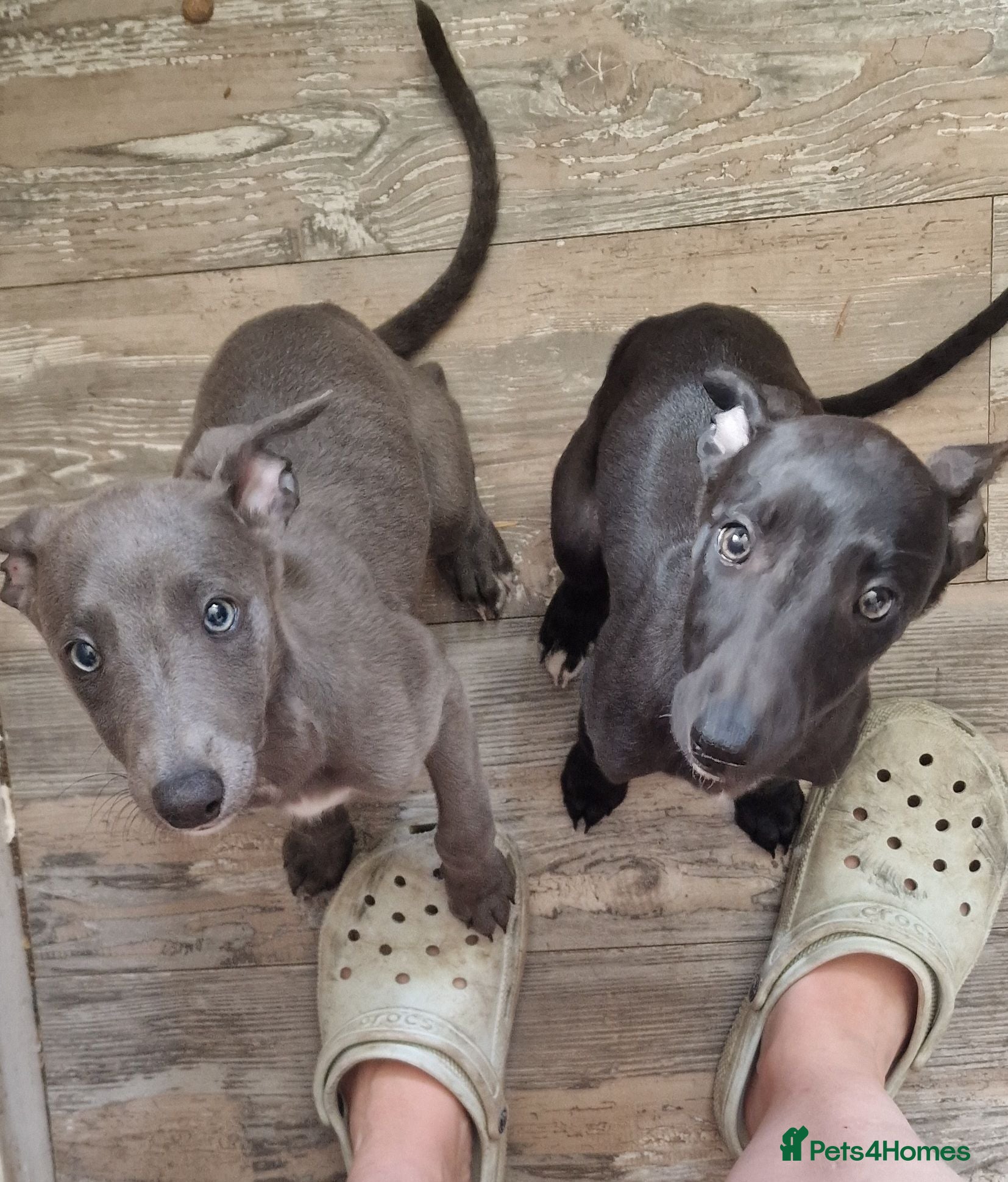 Whippet dogs Whippet puppies for sale - Advert 10