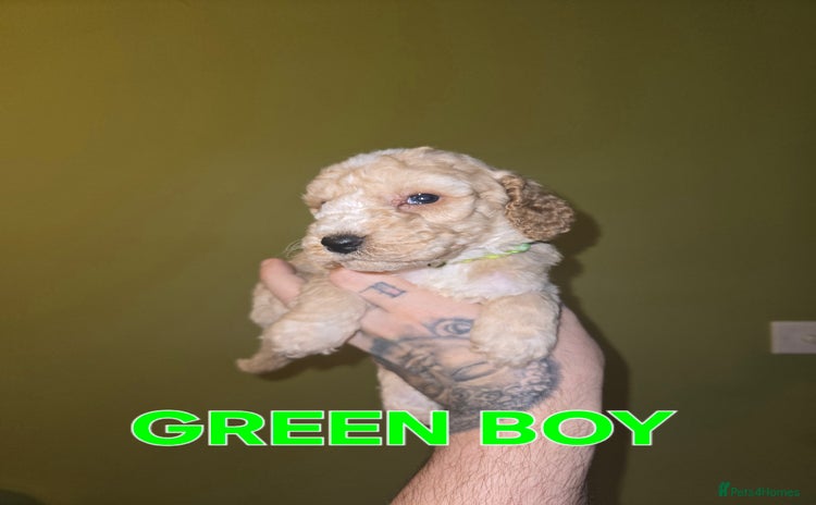Cockapoo dogs - Advert 4
