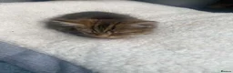 Mixed Breed cats for sale: Kittens in Scarborough - Advert 2