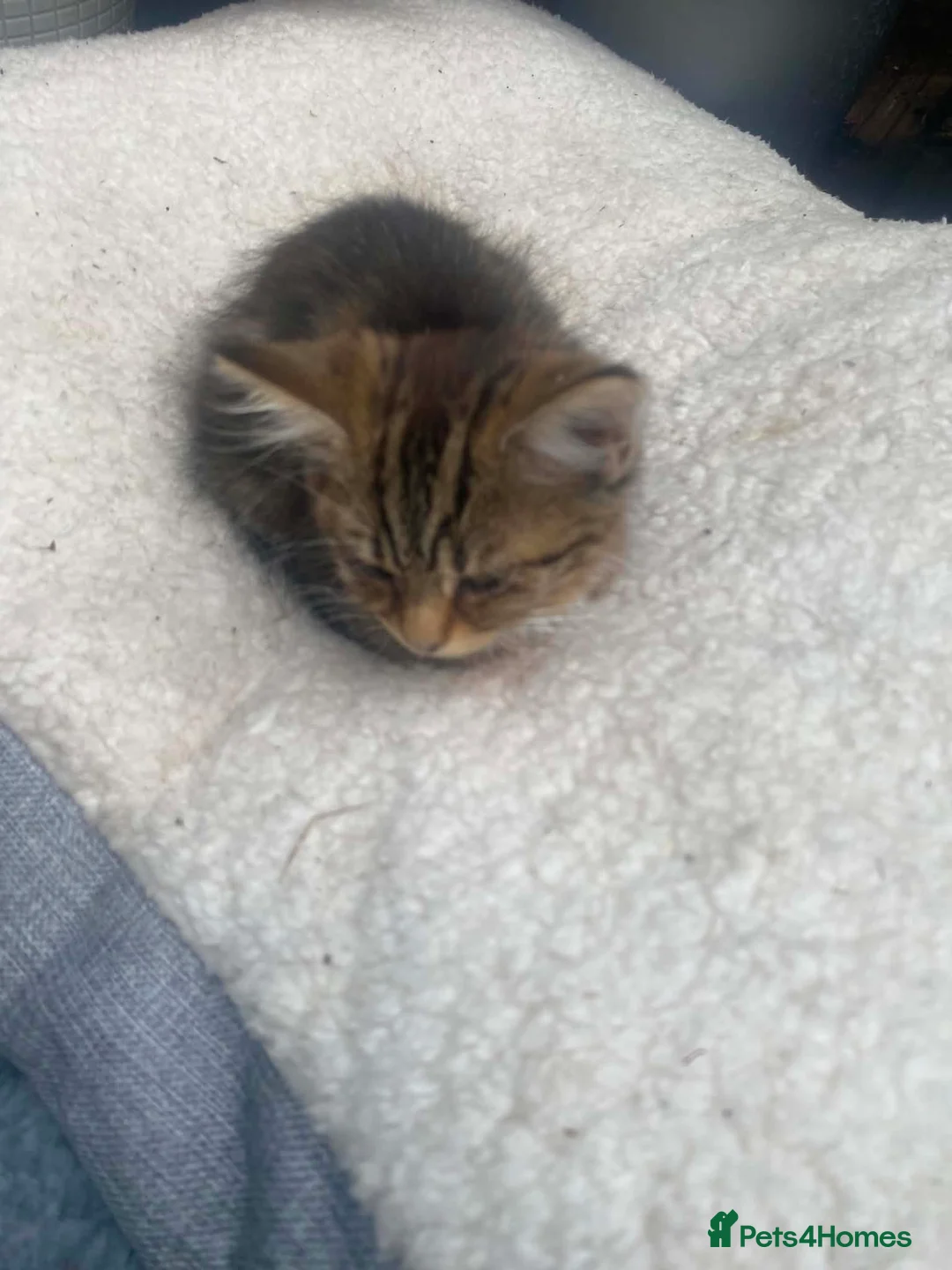 Mixed Breed cats for sale: Kittens in Scarborough - Advert 2