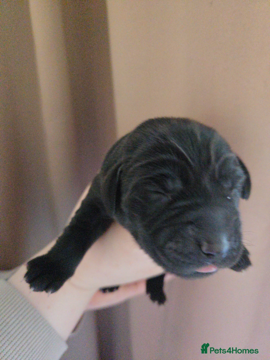 Labrador Retriever dogs for sale: Black labrador puppies  - Image 5