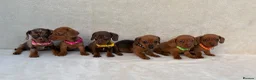 Miniature Dachshund dogs for sale: Dachshund puppies 3 boys 3 girls KC registered - Advert 9