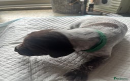 German Shorthaired Pointer dogs for sale: GSP puppies for sale - Image 7