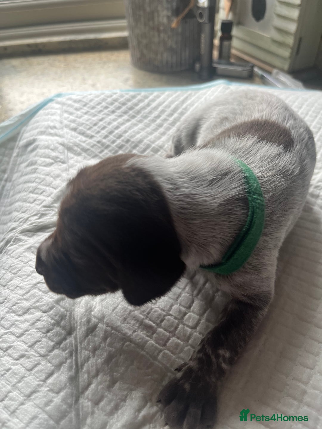 German Shorthaired Pointer dogs for sale: GSP puppies for sale - Image 7