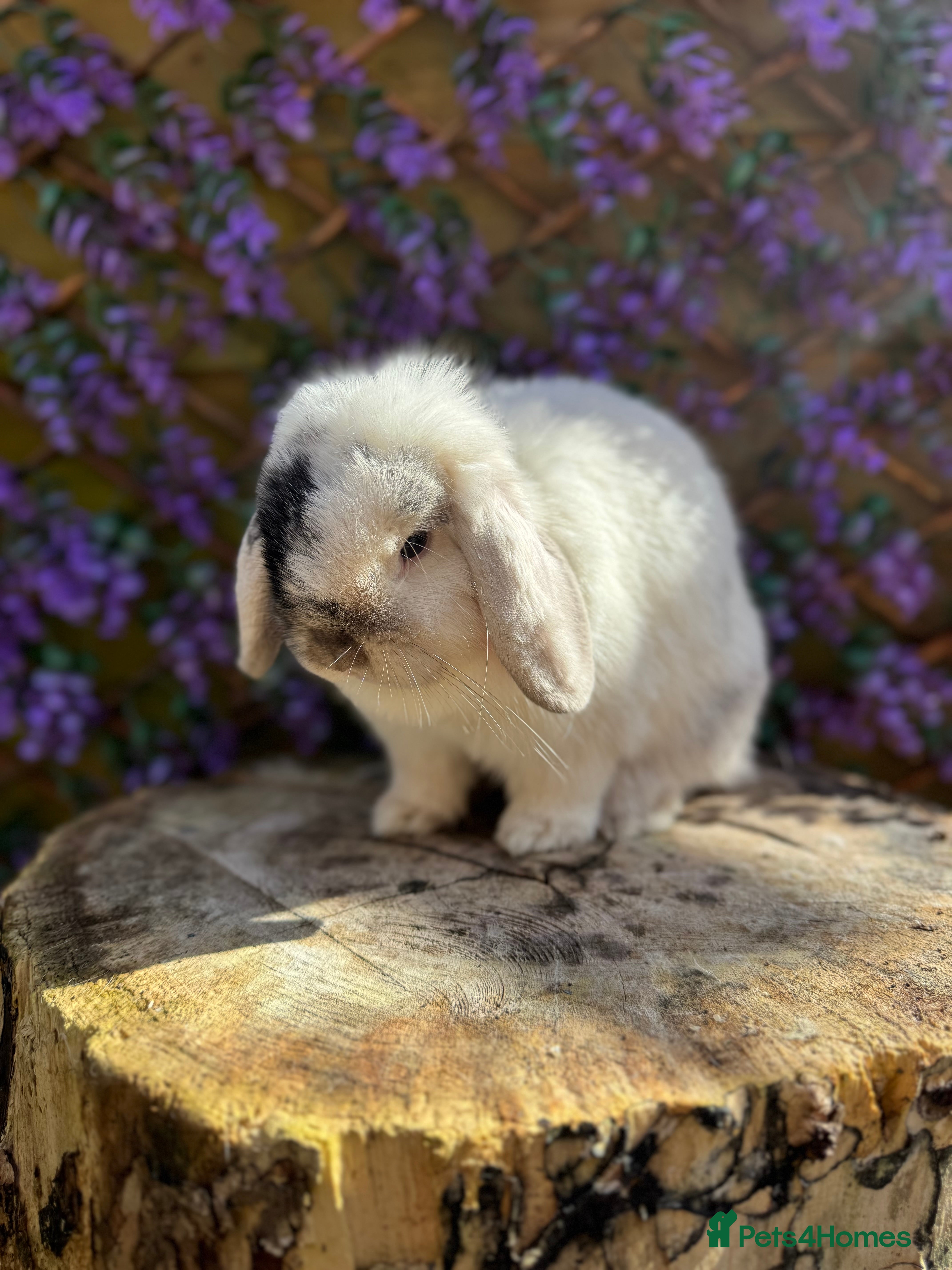 Mini Lop rabbits Magpie mini lop doe - Advert 1