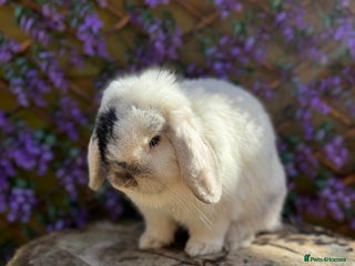 Mini Lop rabbits Magpie mini lop doe - Advert 1