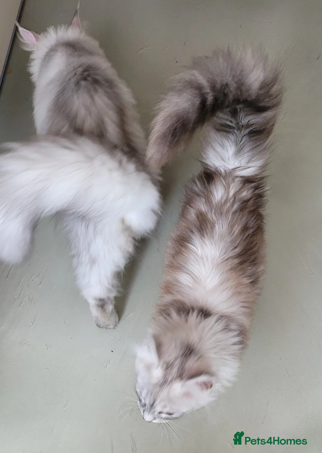 Maine Coon cats for sale: Adult maine coon female - Advert 5
