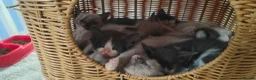 Mixed Breed cats for sale: Russian blue x ragdoll kittens  - Advert 7